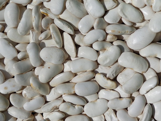 bílé velké fazole